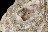 Polished Baker Ranch Thunderegg (Water Line Agate) - New Mexico #180643-3